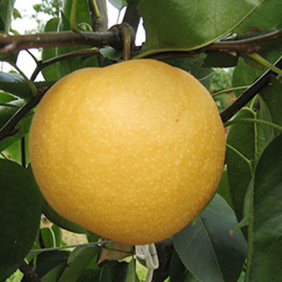 華山梨
